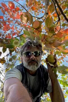 Picking persimmon fruit Stock Photos