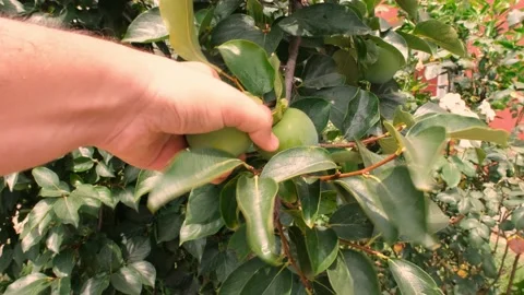 Picking persimmon, man picking persimmon on the brach Stock Footage 163278186