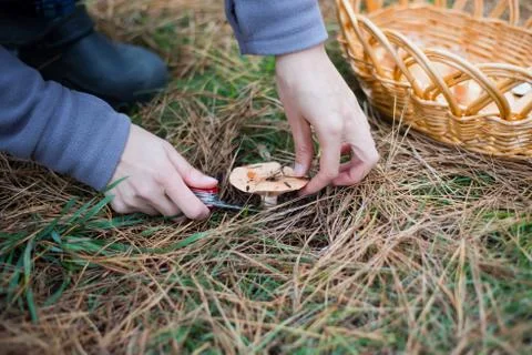 Picking pine mushrooms Stock Photos