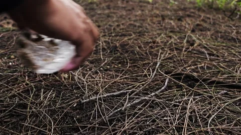 Picking up plastic trash cans from forest litter piles Video stock 265570127