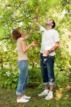 Picking plums from the tree Stock Photos