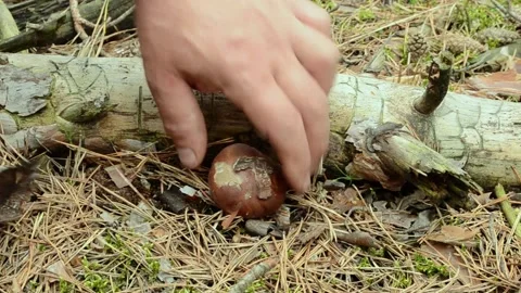 Picking up Polish mushrooms in the forest. Stock-Footage 155716573