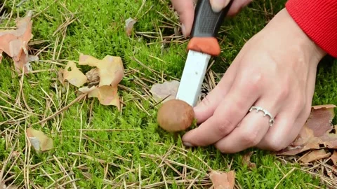Picking up Polish mushrooms in the forest. Video stock 155716632