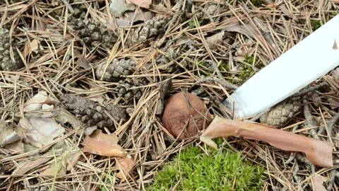 Picking up Polish mushrooms in the forest. Video stock 155717593