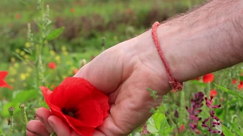 Picking poppy slow motion 2 of 2 Stock Footage 42257558