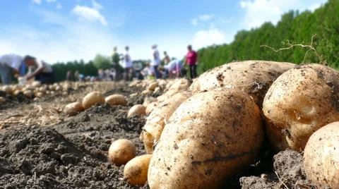 Picking potatoes on field Video stock 68728189