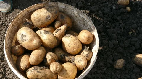 Picking potatoes on field Stock Footage 68861757