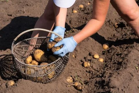 Picking potatoes on the field manually. A man harvests potatoes on earth Stock Photos