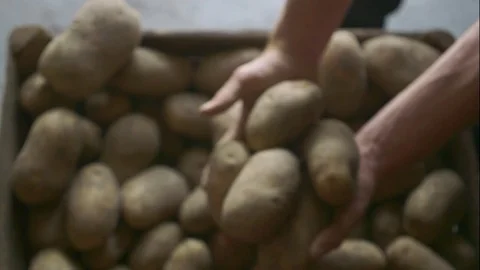 Picking Up Potatoes Stock Footage 81957230