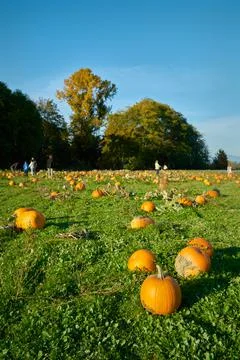 Picking Pumpkin Patch Pumpkins Photos