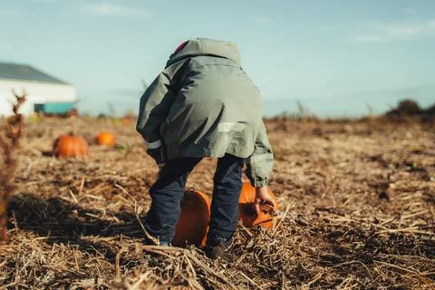 Picking pumpkins Stock-Fotos