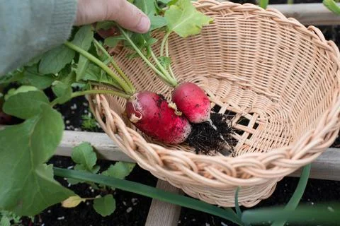 Picking up radish with a basket Stock Photos