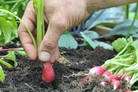 Picking radish Stock Photos