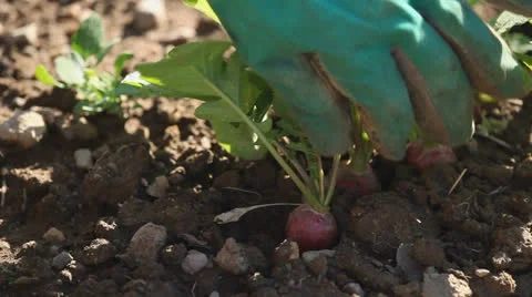 Picking radishes Stock Footage 23400741