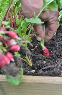Picking radishes Stock-Fotos