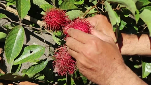 Picking rambutan fruit from the tree. Stock Footage 235657586