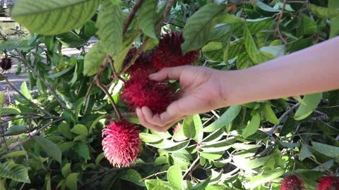 Picking rambutan fruit from the tree. Stock Footage 235657590