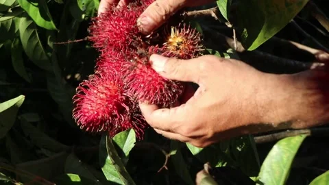 Picking rambutan fruit from the tree. Stock Footage 235657607