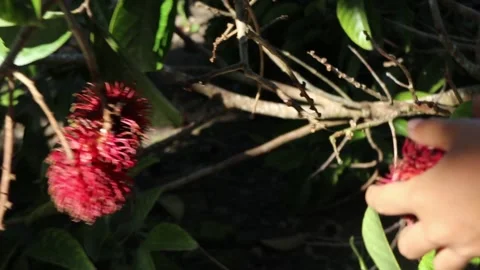 Picking rambutan fruit from the tree. Stock Footage 235657608