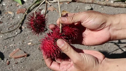 Picking rambutan fruit from the tree. Harvest rambutan Stock Footage 235657609
