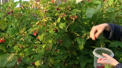 Picking raspberries from a bush Stock Footage 52380916
