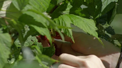 Picking raspberries close up Stock Footage 27531056