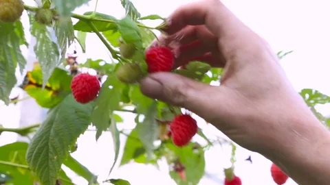Picking raspberries Stock Footage 81809850