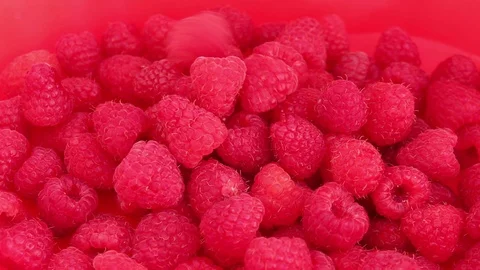 Picking Raspberries Stock Footage 99180102