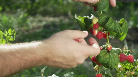 Picking raspberries, hands close up, picker takes crate and goes in background. Stock Footage 66294804