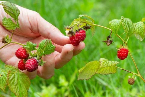 Picking raspberries Stock Photos