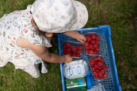 Picking raspberries Stock-Fotos