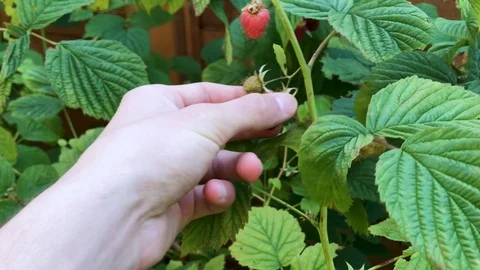 Picking raspberries in the summer sun Stock Footage 100561754