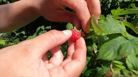 Picking raspberry in the garden 4K slow motion Stock Footage 237526124