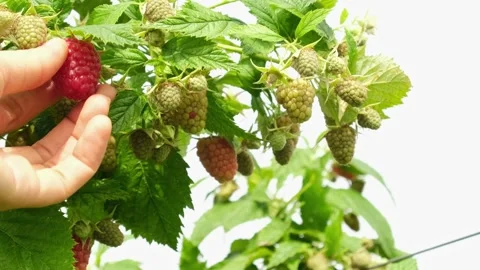 Picking up raspberry from raspberry shrub. Stock Footage 242831807