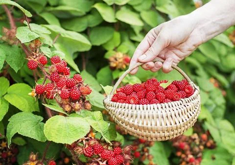 Picking Raspberry wineberries in basket Stock Photos