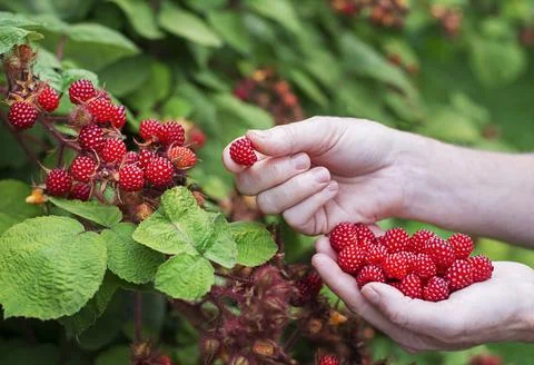 Picking Raspberry wineberry in hands Stock Photos