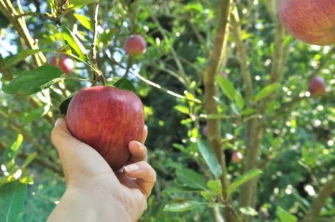 Picking red apple in the tree Stock Photos