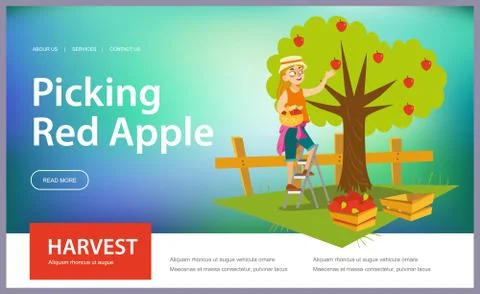 Picking red apples flat horizontal banner Stock Illustration