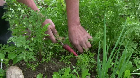 Picking red carrots Stock Footage 489227
