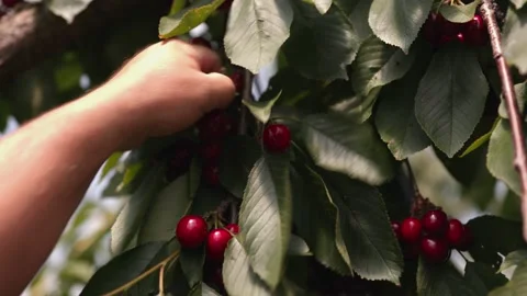 Picking red cherries Stock Footage 149124137