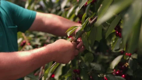Picking red cherries Stock Footage 149124146