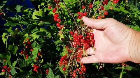 Picking red currant berries. human hands remove the berry from the bush. harv Stock Photos