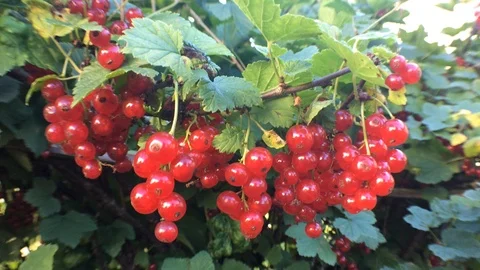 Picking red currant from the bush Stock Footage 93002557