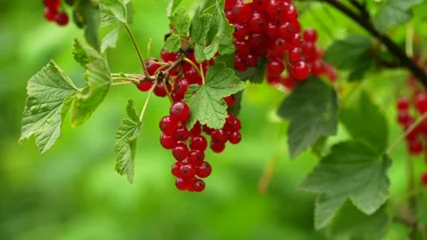 Picking red currant on the bush, supports digestion, contains vitamin C Stock Footage 245739643