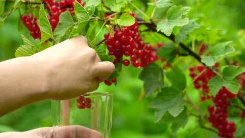 Picking red currant on the bush, supports digestion, contains vitamin C 스톡 동영상 245739663