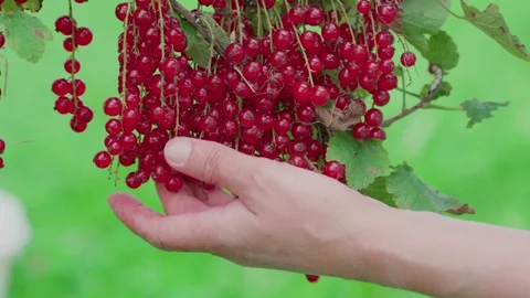 Picking red currants from the branch by hand Video stock 316847612
