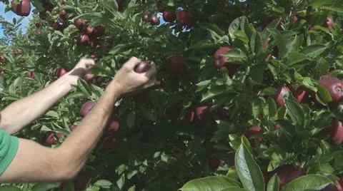 Picking red delicious apples off a tree Stock Footage 10856168