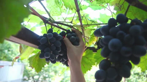 Picking red grape 库存影片 43214864