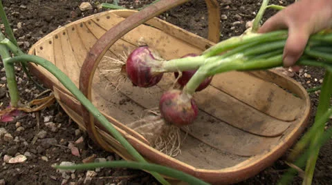 Picking red onions Stock Footage 26013048