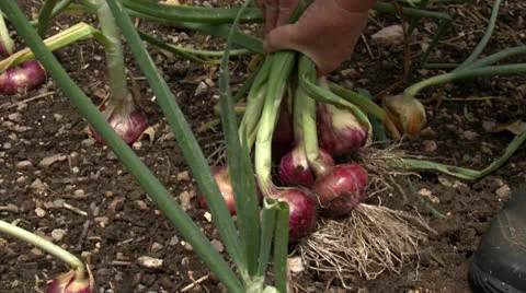 Picking red onions Stock Footage 26018203